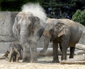 Tiere Zoo Köln_DDB1863 Kopie